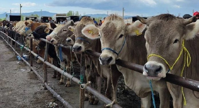 Şap kabusu; Iğdır’da hayvan pazarı kapatıldı