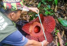 Sadece 5 gün yaşayan dünyanın en büyük çiçeği ortaya çıktı