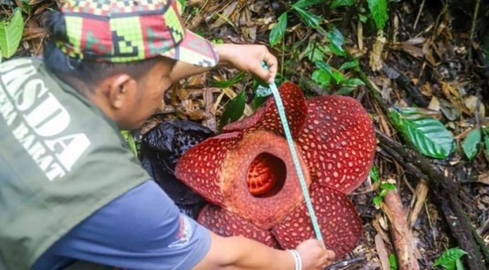 Sadece 5 gün yaşayan dünyanın en büyük çiçeği ortaya çıktı