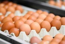 Almanya’da kahverengi yumurta marketlerde artık yer bulamayacak