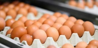 Almanya’da kahverengi yumurta marketlerde artık yer bulamayacak