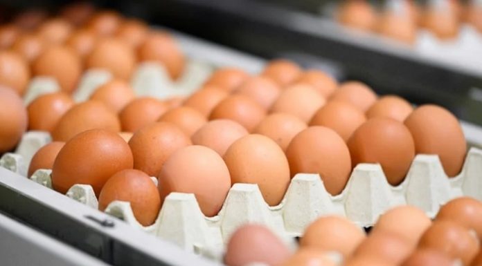 Almanya’da kahverengi yumurta marketlerde artık yer bulamayacak
