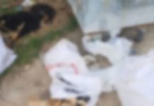 Vahşet bitmiyor. Kırklareli’nde 11 köpek, 1 kuzu katledildi!