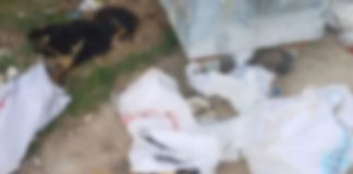 Vahşet bitmiyor. Kırklareli’nde 11 köpek, 1 kuzu katledildi!