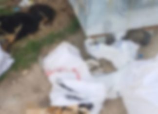 Vahşet bitmiyor. Kırklareli’nde 11 köpek, 1 kuzu katledildi!