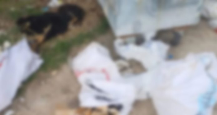 Vahşet bitmiyor. Kırklareli’nde 11 köpek, 1 kuzu katledildi!