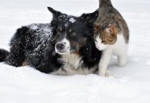 Kış günlerinde sokaktaki dostlarımızı hayatta tutacak 5 basit iyilik