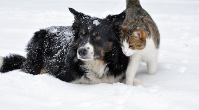 Kış günlerinde sokaktaki dostlarımızı hayatta tutacak 5 basit iyilik