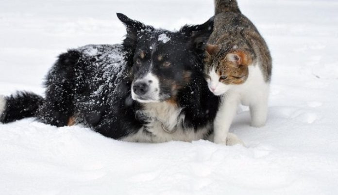 kış sokak hayvanları