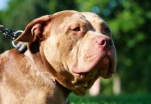 Köpek, sahibini silahla vurdu!