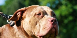 Köpek, sahibini silahla vurdu!