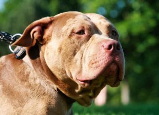 Köpek, sahibini silahla vurdu!