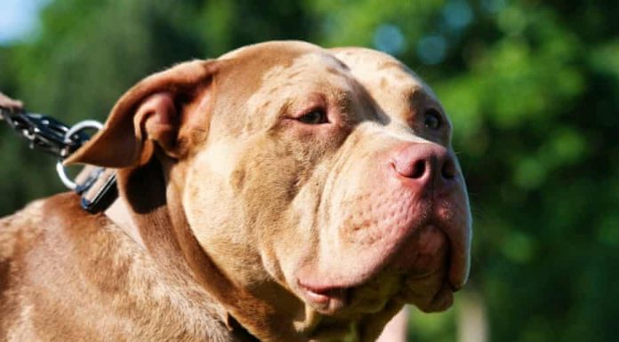 Köpek, sahibini silahla vurdu!