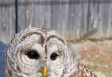 Trump, 450 bin baykuşu öldürmek istedi; kongre karşı çıktı