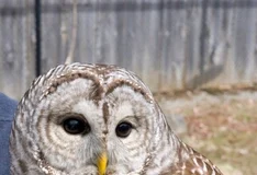 Trump, 450 bin baykuşu öldürmek istedi; kongre karşı çıktı