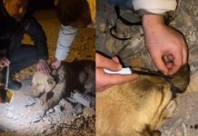🎥Vicdansızlık mı, akıl tutulması mı? Köpeğin ağzını iple bağlayıp, ölüme terk ettiler