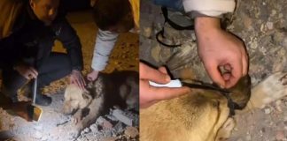 🎥Vicdansızlık mı, akıl tutulması mı? Köpeğin ağzını iple bağlayıp, ölüme terk ettiler