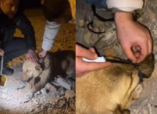 🎥Vicdansızlık mı, akıl tutulması mı? Köpeğin ağzını iple bağlayıp, ölüme terk ettiler