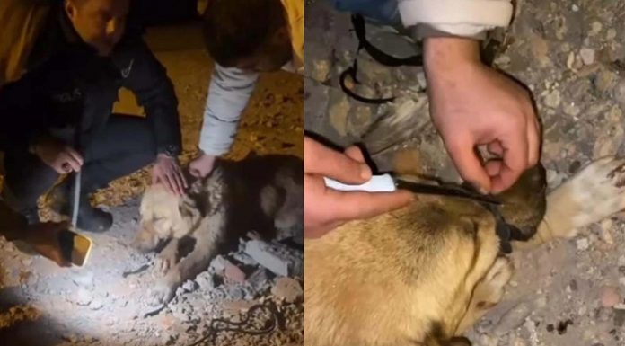 🎥Vicdansızlık mı, akıl tutulması mı? Köpeğin ağzını iple bağlayıp, ölüme terk ettiler