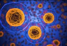 “Antibiyotikler için altın madeni”! Yeni bir bağışıklık sistemi keşfedildi.