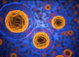 “Antibiyotikler için altın madeni”! Yeni bir bağışıklık sistemi keşfedildi.