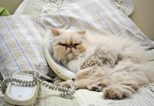 Evcil hayvanlara özel ilk telefon “PetPhone” tanıtıldı; ‘Alo’ yerine ‘Miyav’!