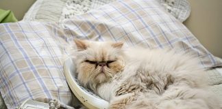 Evcil hayvanlara özel ilk telefon “PetPhone” tanıtıldı; ‘Alo’ yerine ‘Miyav’!