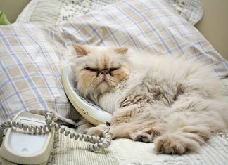 Evcil hayvanlara özel ilk telefon “PetPhone” tanıtıldı; ‘Alo’ yerine ‘Miyav’!