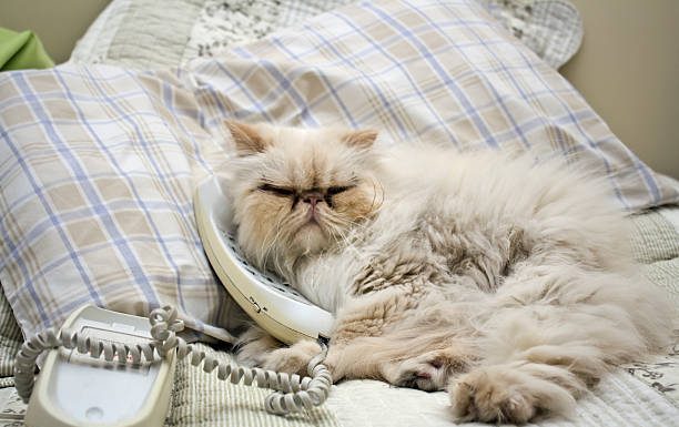 Evcil hayvanlara özel ilk telefon “PetPhone” tanıtıldı; ‘Alo’ yerine ‘Miyav’!