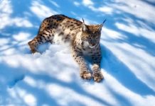 🎥Munzur’da görüldü. ‘Ormanın hayaleti’ ilk kez bu kadar yakından görüntülendi