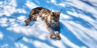🎥Munzur’da görüldü. ‘Ormanın hayaleti’ ilk kez bu kadar yakından görüntülendi