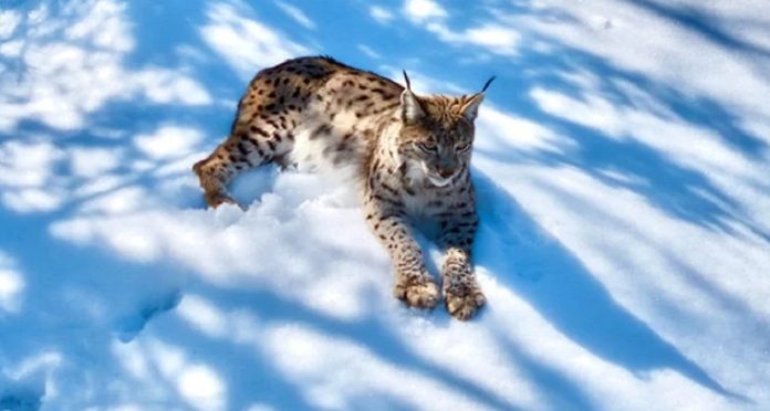🎥Munzur’da görüldü. ‘Ormanın hayaleti’ ilk kez bu kadar yakından görüntülendi