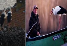 Önce eşi ‘Nazlı’ gelmişti. 14. buluşma gerçekleşti. ‘Yaren’ leylek, Ahmet amcanın kayığındaki yerini aldı