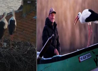 Önce eşi ‘Nazlı’ gelmişti. 14. buluşma gerçekleşti. ‘Yaren’ leylek, Ahmet amcanın kayığındaki yerini aldı