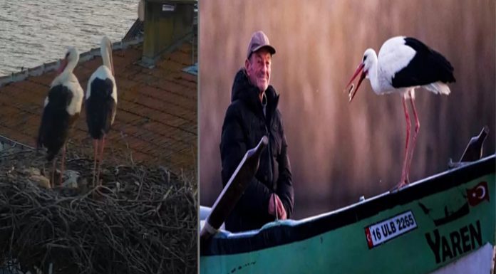Önce eşi ‘Nazlı’ gelmişti. 14. buluşma gerçekleşti. ‘Yaren’ leylek, Ahmet amcanın kayığındaki yerini aldı