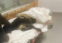 Ayağı kırılan koyunu acile götürdü, veterinerler tepki gösterdi