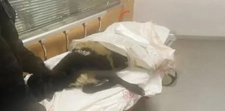 Ayağı kırılan koyunu acile götürdü, veterinerler tepki gösterdi