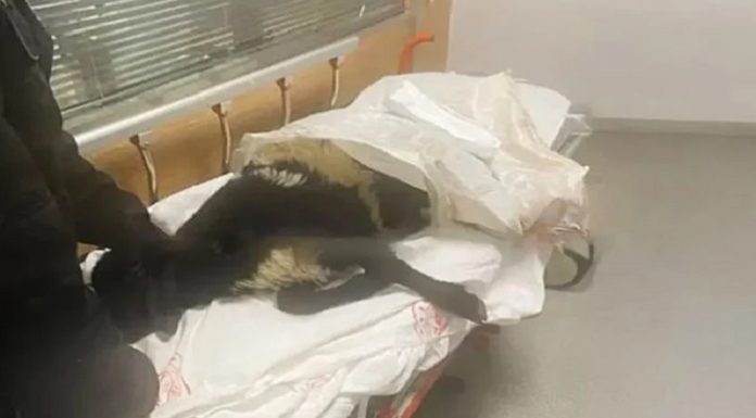 Ayağı kırılan koyunu acile götürdü, veterinerler tepki gösterdi