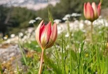 Koparmanın cezası 557 bin 212 TL. Sadece 10 gün ömrü olan ‘Manisa Lalesi’ çiçek açtı