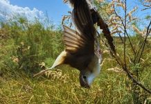 Milleyha Kuş Cenneti’nde insanlık dışı olay; Canlı kuşları ağaç dallarına yapıştırıp ölüme terk ettiler!