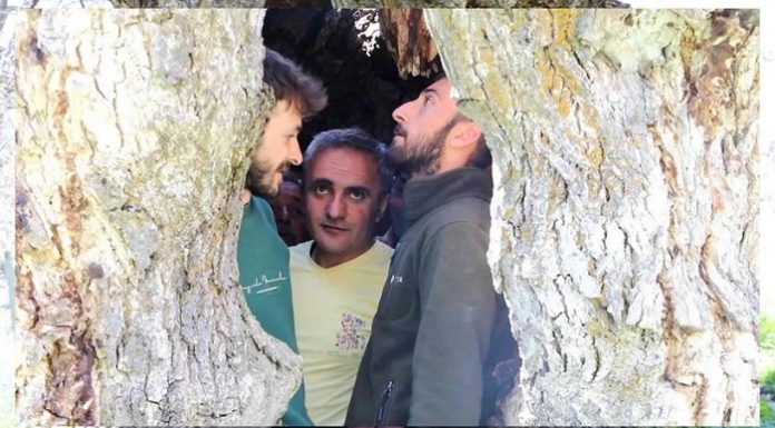 🎥Bu ağaç, sosyal medyada gündem oldu. Tam 500 yıllık, içine 12 kişi sığıyor ve hala meyve veriyor