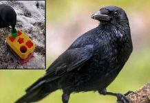 Araştırma/Çok zeki oldukları bilinirdi ama bu kadarı yok artık dedirtti. Meğerse kargalar…