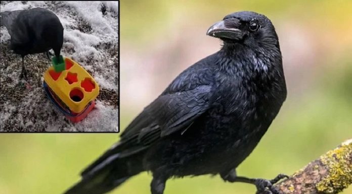 Araştırma/Çok zeki oldukları bilinirdi ama bu kadarı yok artık dedirtti. Meğerse kargalar…