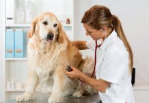 Hayvan sağlığında, hayvan ve çevre sağlığı arasındaki ilişkiyi hedefleyen ‘Tek Sağlık’ yaklaşımının esas alınması gerekiği bildirildi.