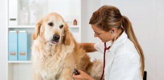 Hayvan sağlığında, hayvan ve çevre sağlığı arasındaki ilişkiyi hedefleyen ‘Tek Sağlık’ yaklaşımının esas alınması gerekiği bildirildi.