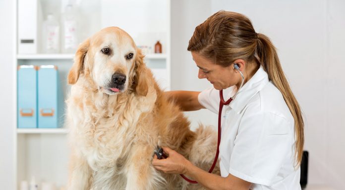 Hayvan sağlığında, hayvan ve çevre sağlığı arasındaki ilişkiyi hedefleyen ‘Tek Sağlık’ yaklaşımının esas alınması gerekiği bildirildi.
