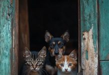AYM, yarın sokaktaki hayvanlarla ilgili düzenlemenin iptalini görüşecek