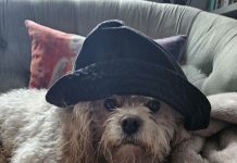 Patent başvurusu yapıldı: Hayvan sesleri insan diline çevrilecek.