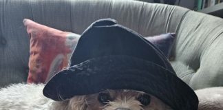 Araştırma: Evcil Hayvanlar insanlarda depresyona ilaç kadar yardımcı oluyor.