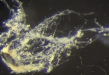 Elektrik ileten yeni bakteri türü keşfedildi.